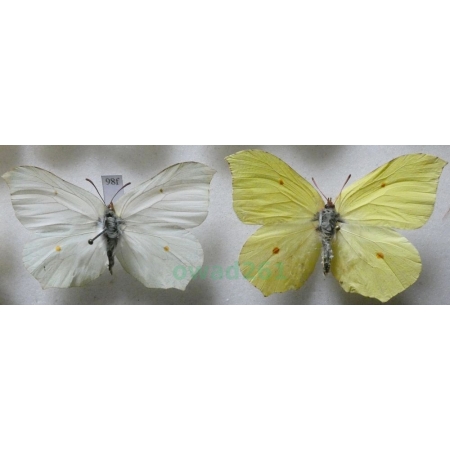 Gonepteryx rhamni (Linnaeus, 1758) pair Latolistek cytrynek Poland98f